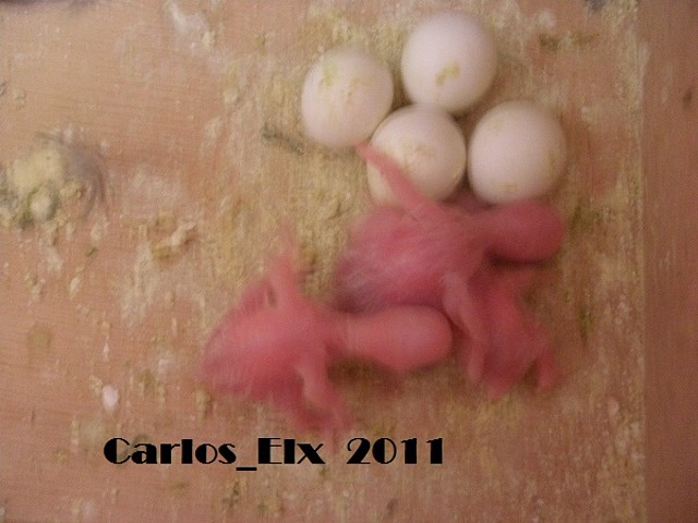 3 pollo de kitty 10-4-11