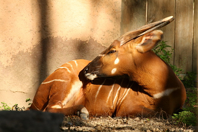 Zoo de Barcelona 07-04-11 367 Zoo de Barcelona 07-04-11 367