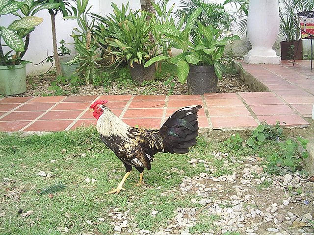 pollo gallino giro de 8 meses pollo gallino giro de 8 meses