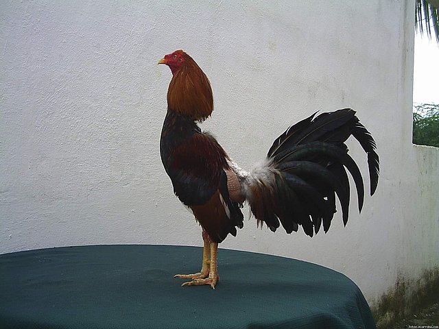 gallo español gallo español