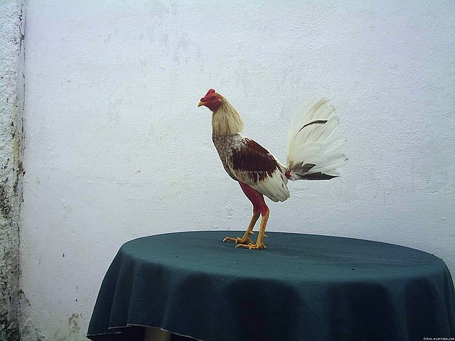 gallo marañon canaguey gallo marañon canaguey