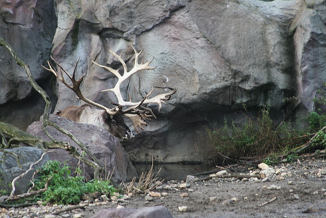 Zoos Wuppertal, Dortmund y Gelsenkirchen 01-10-09 720 Zoos Wuppertal, Dortmund y Gelsenkirchen 01-10-09 720