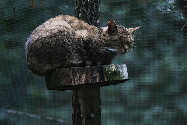 Le Parc des Felins agost 2010 1000 Le Parc des Felins agost 2010 1000