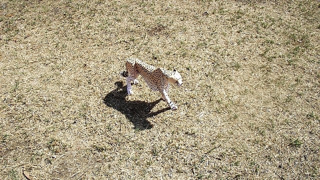 Cheetah (papercraft) by Pendragon