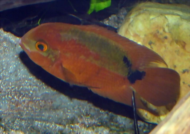Hypselecara temporalis (12-10-16 Acuario Fluvial de Zaragoza) Hypselecara temporalis (12-10-16 Acuario Fluvial de Zaragoza)