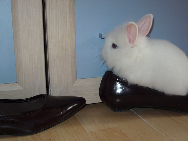 Nia en mi zapato Nia en mi zapato