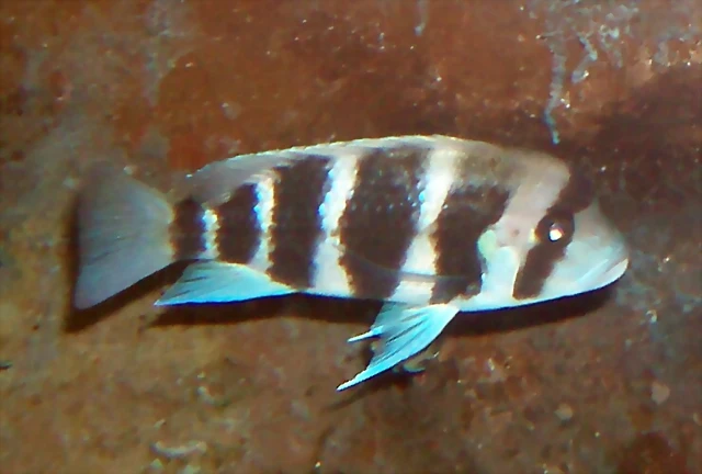 Cyphotilapia frontosa 1 Cyphotilapia frontosa 1