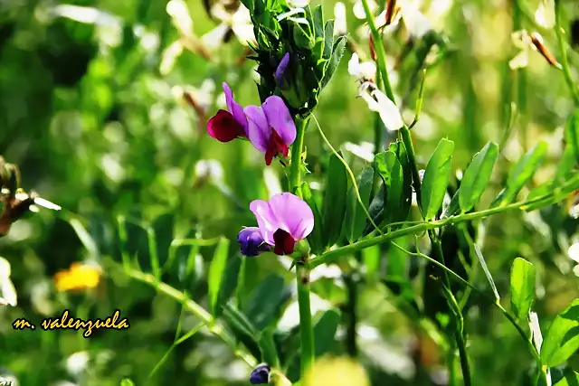 12, florecillas en el sembrado, marca