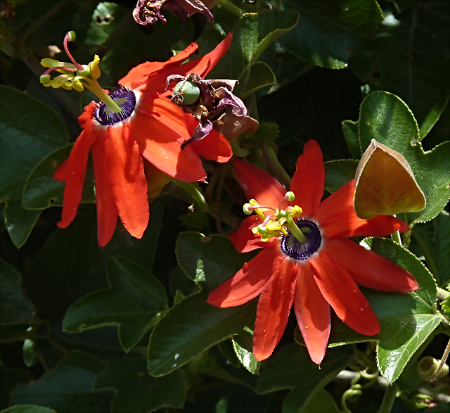 Passiflora manicata 1 (6-10-23 Bioparque Amaru, det yo) Passiflora manicata 1 (6-10-23 Bioparque Amaru, det yo)