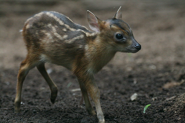 Zoo de Barcelona 30-06-2010 199