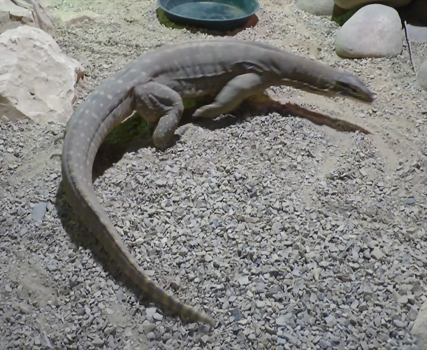 Varanus panoptes 1 (26-9-18 Pairi Daiza) Varanus panoptes 1 (26-9-18 Pairi Daiza)
