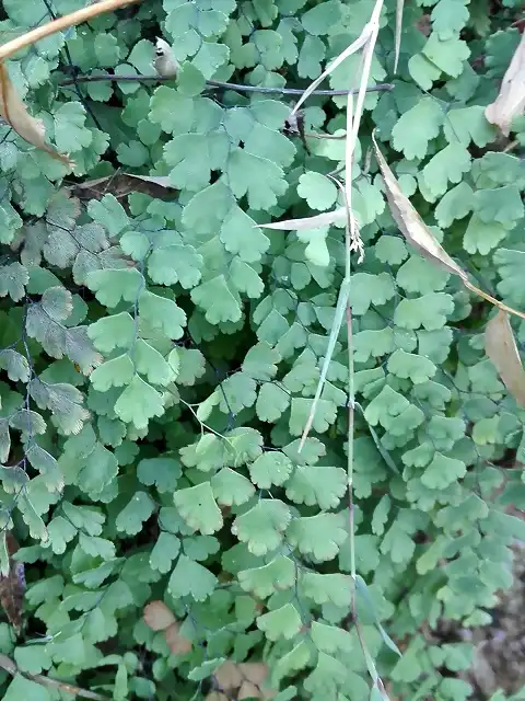 Adiantum capillus-veneris 2