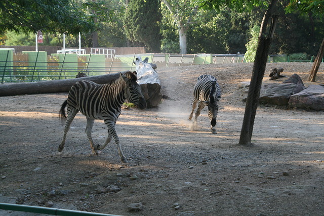 Zoo de Barcelona 423_bis