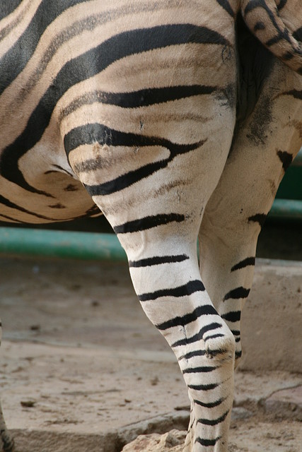 Zoo de Barcelona 423