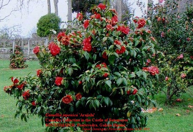 Camellia japonica \'Camellia japonica \'Arajishi\' Castelo de Soutomaior