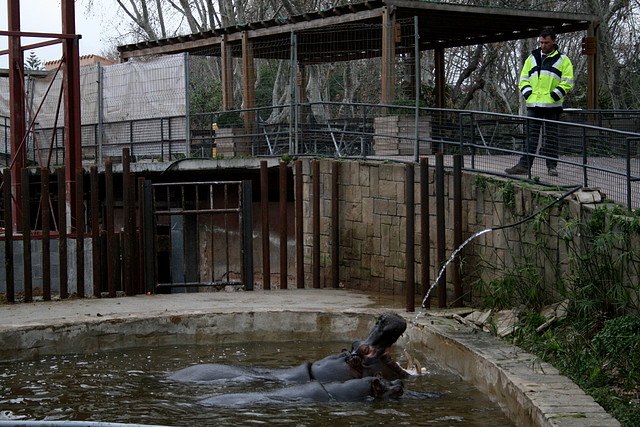 Zoo de Barcelona 28-01-11 173 Zoo de Barcelona 28-01-11 173