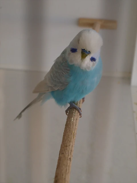 Ángel Ángel