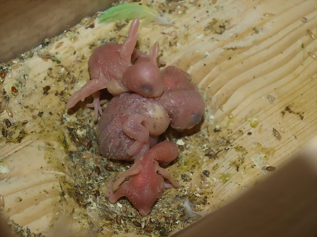 Pollos Sezaryén Pollos Sezaryén