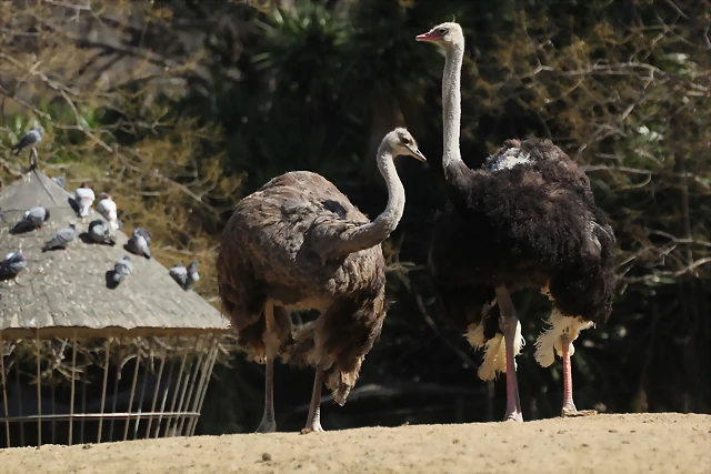Zoo de Barcelona 10-03-12 082 Zoo de Barcelona 10-03-12 082