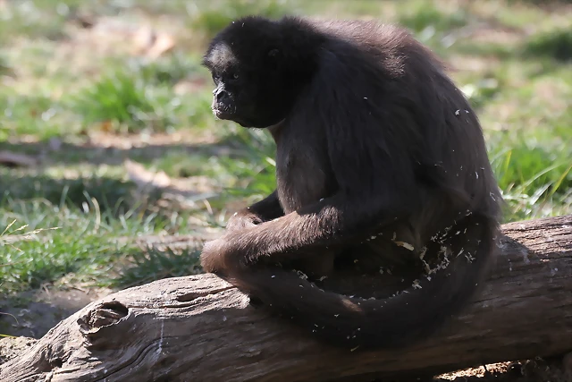 Zoo de Barcelona 10-03-12 221 Zoo de Barcelona 10-03-12 221