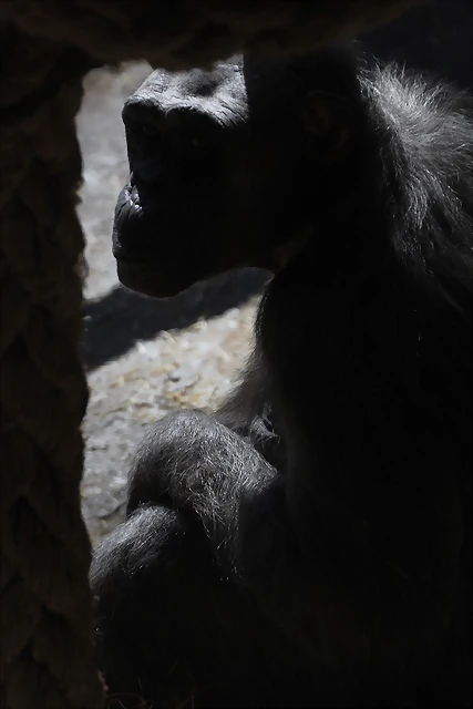 Zoo de Barcelona 10-03-12 513 Zoo de Barcelona 10-03-12 513