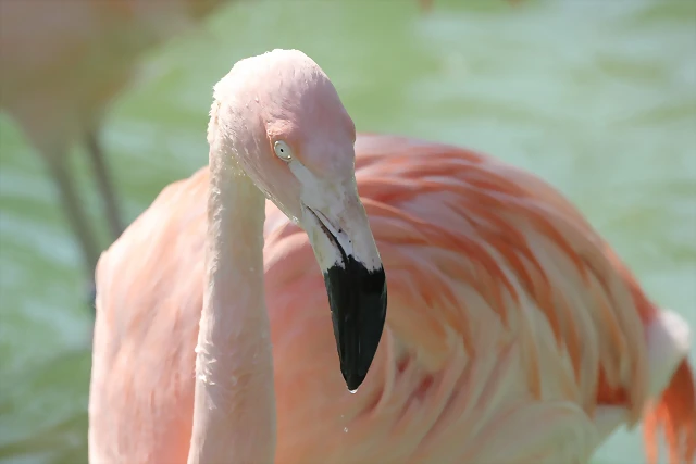 Zoo de Barcelona 10-03-12 707 Zoo de Barcelona 10-03-12 707