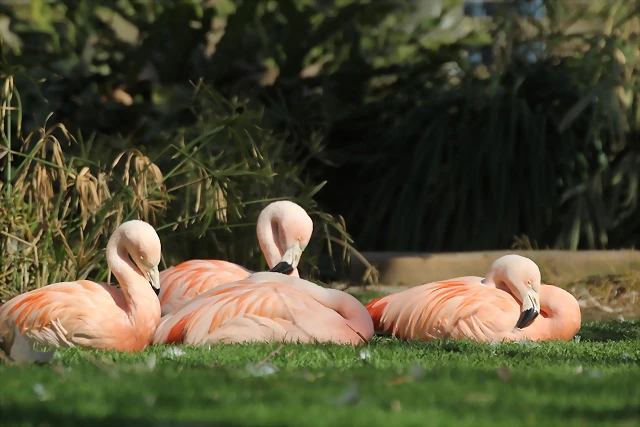 Zoo de Barcelona 10-03-12 543 Zoo de Barcelona 10-03-12 543