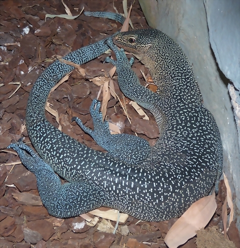 Varanus caerulivirens (6-8-17 Zoo K?ln) Varanus caerulivirens (6-8-17 Zoo K?ln)