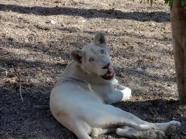 Le?n blanco (Panthera leo krugeri).