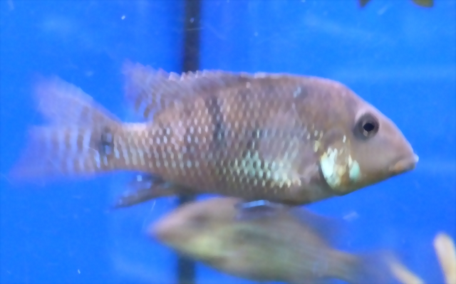 Geophagus steindachneri Geophagus steindachneri