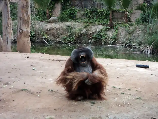Orangut?n de Borneo (Pongo pygmaeus)