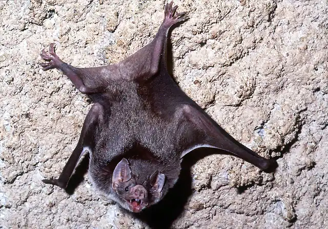Desmodus rotundus, Vampire bat, captive Denver Zoo