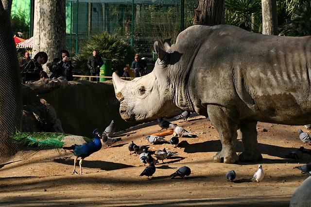 Zoo de Barcelona 23-01-11 242 Zoo de Barcelona 23-01-11 242
