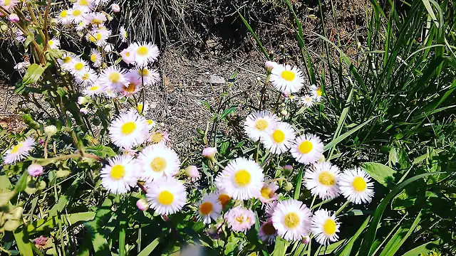 Small Chrysanthemum