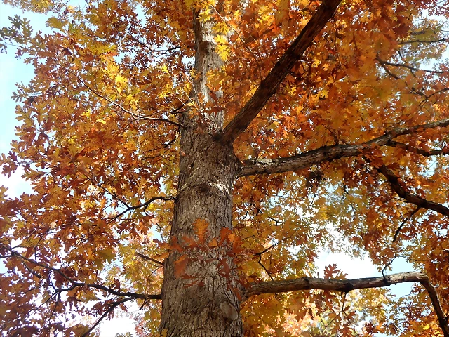 Quercus alba-SAM_2321 Quercus alba-SAM_2321