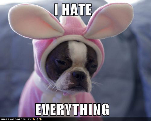 i-hate-everything-funny-dog-in-bunny-costume