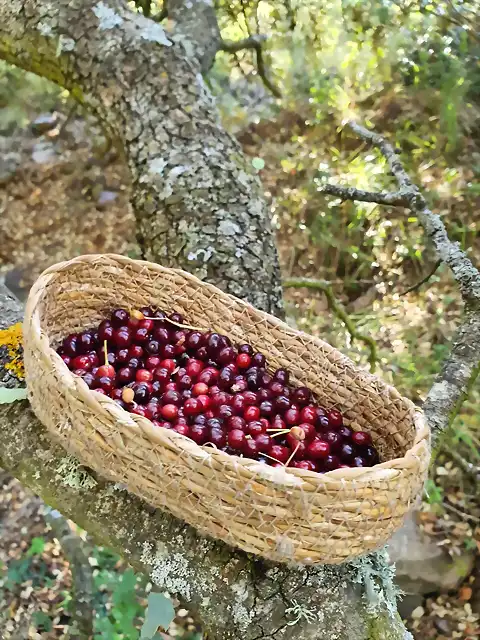 Prunus Mahaleb (3)