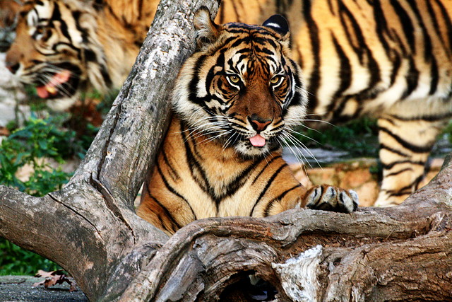 Zoo de Barcelona 11-12-2010 293 Zoo de Barcelona 11-12-2010 293