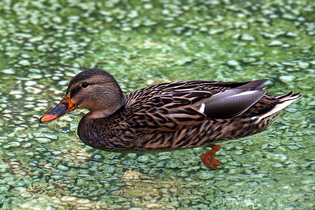 Zoo de Barcelona 11-12-2010 374 Zoo de Barcelona 11-12-2010 374