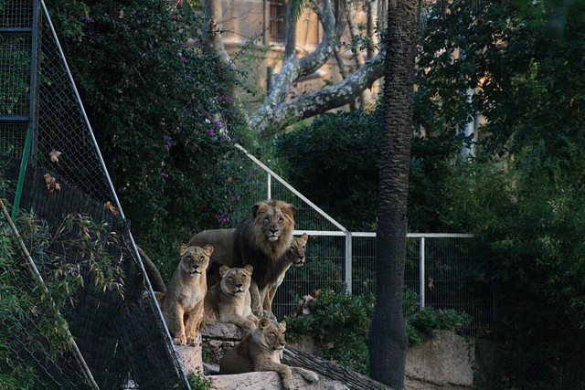 Zoo de Barcelona 11-12-2010 396 Zoo de Barcelona 11-12-2010 396