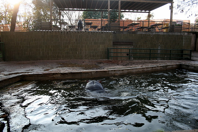 Zoo de Barcelona 11-12-2010 030 Zoo de Barcelona 11-12-2010 030