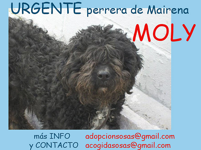 MOLY perrera de Mairena (Sevilla)