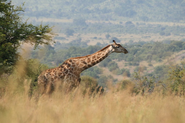 Pilanesberg National Park 17-01-09 306 Pilanesberg National Park 17-01-09 306