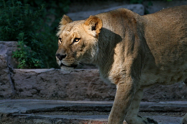 Zoo de Barcelona 16-05-11 1083 Zoo de Barcelona 16-05-11 1083