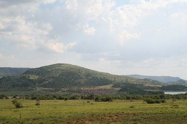 Pilanesberg National Park 17-01-09 281 Pilanesberg National Park 17-01-09 281
