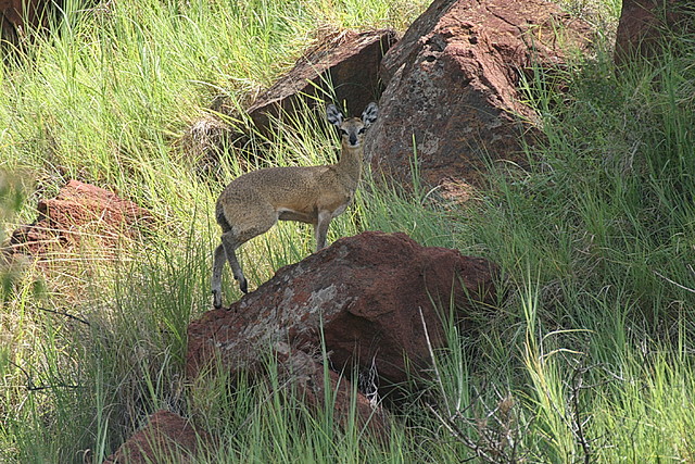 Pilanesberg National Park 30-3-09 028 Pilanesberg National Park 30-3-09 028