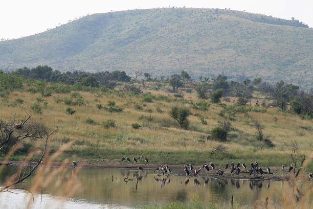 Pilanesberg National Park 17-01-09 404 Pilanesberg National Park 17-01-09 404