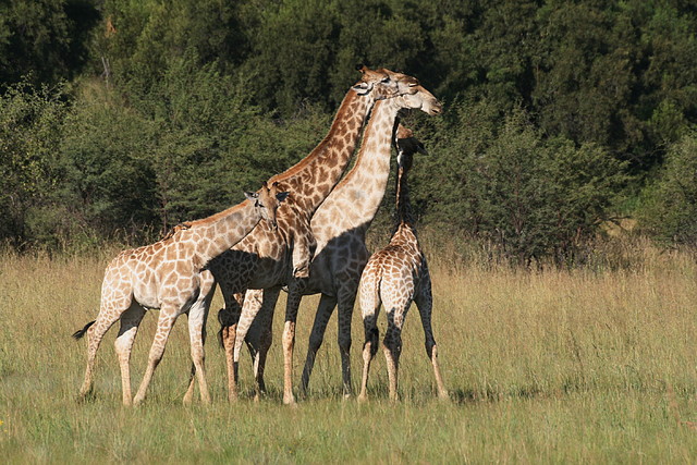 Pilanesberg National Park 30-3-09 287 Pilanesberg National Park 30-3-09 287