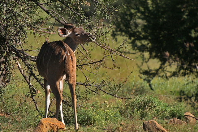 Pilanesberg National Park 30-3-09 197 Pilanesberg National Park 30-3-09 197