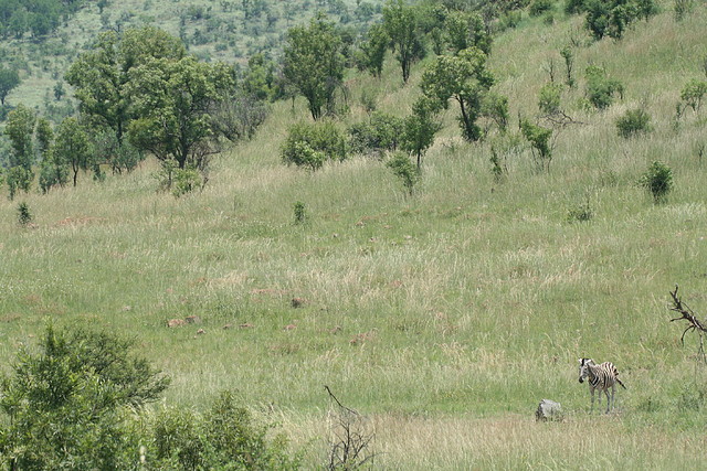 Pilanesberg National Park 17-01-09 050 Pilanesberg National Park 17-01-09 050